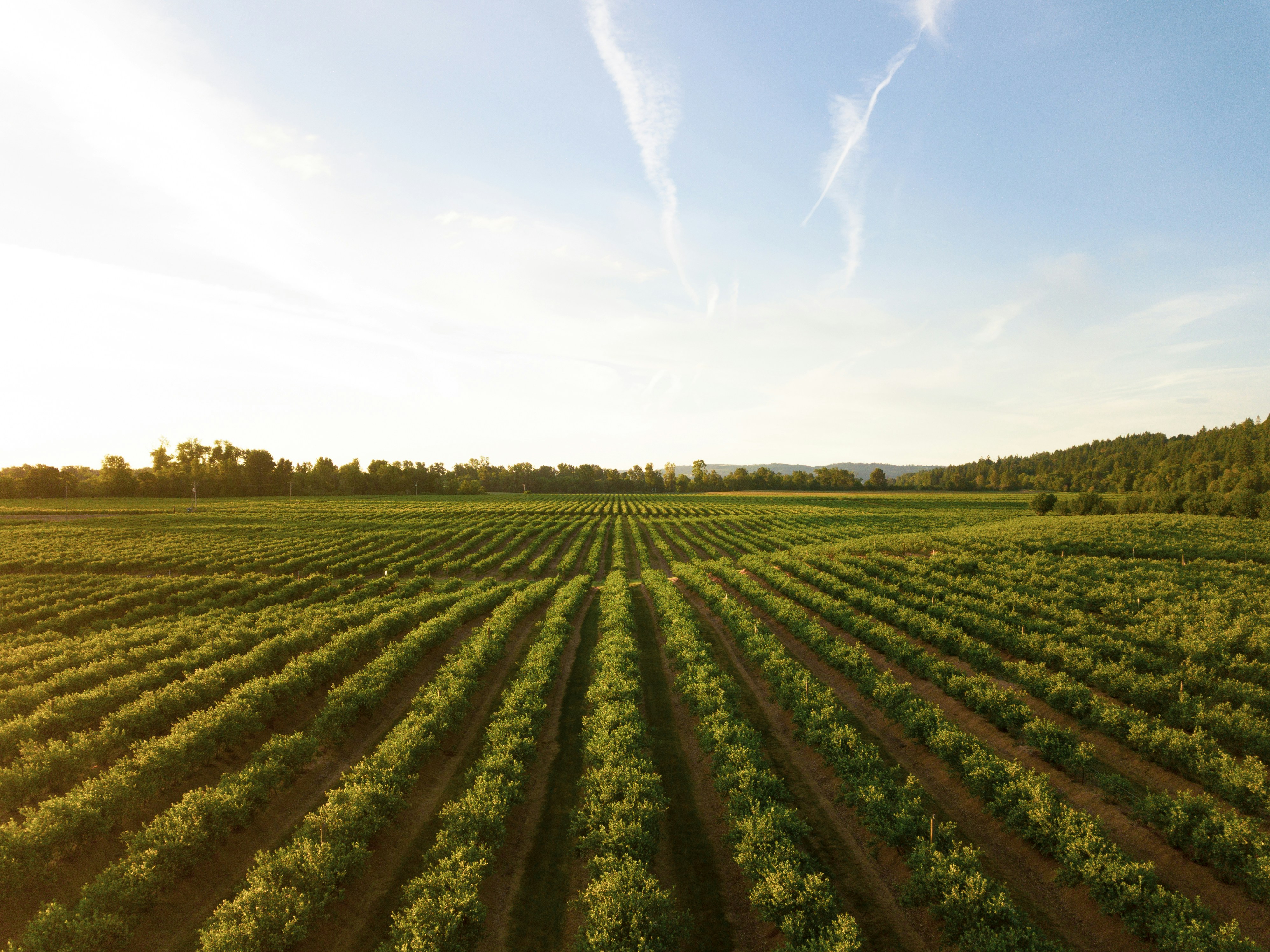 Food Production and Milling